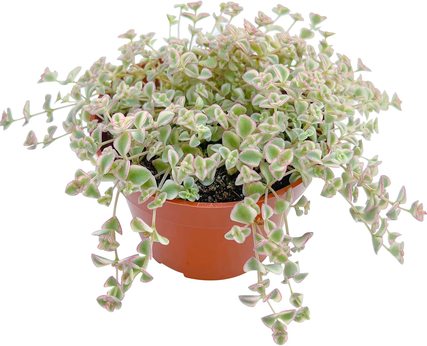 Live Succulent Plants (Sedum Little Missy Variegated), Easy Care Potted Succulents, Approx 4" D x 4" H, Indoor Houseplant, Unique Gifts, Home Office Décor
