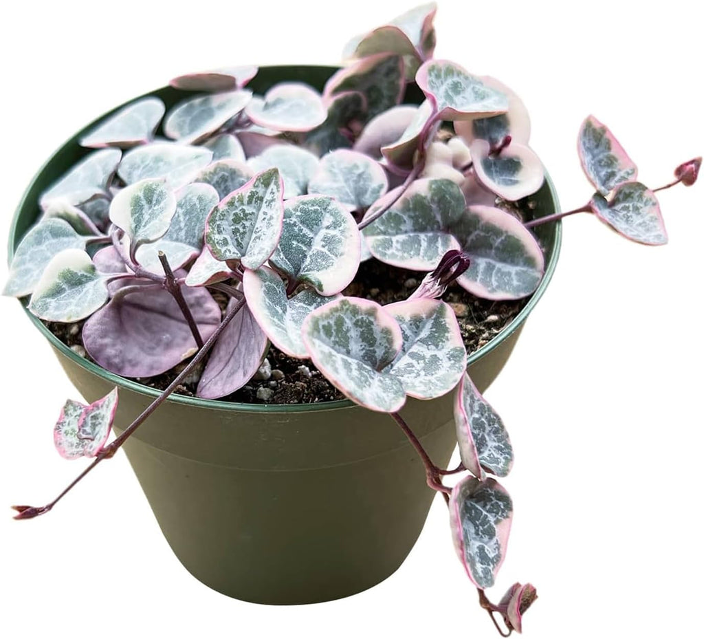 Live Succulent Plants (Variegated String of Hearts), Easy Care Houseplant for Home and Office Decor, Great Gift for Housewarming, Birthday, Thanksgiving