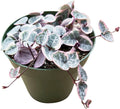 Live Succulent Plants (Variegated String of Hearts), Easy Care Houseplant for Home and Office Decor, Great Gift for Housewarming, Birthday, Thanksgiving