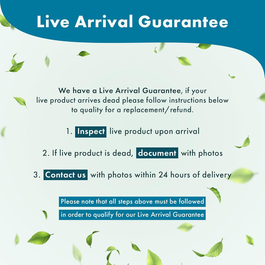 SubstrateSource Live Aquarium Plant - Eleocharis parvula - Snail Free in-Vitro Easy Care Freshwater Aquatic Plants for Aquascaping, Med - High Light, Fast Growth - Tissue Culture