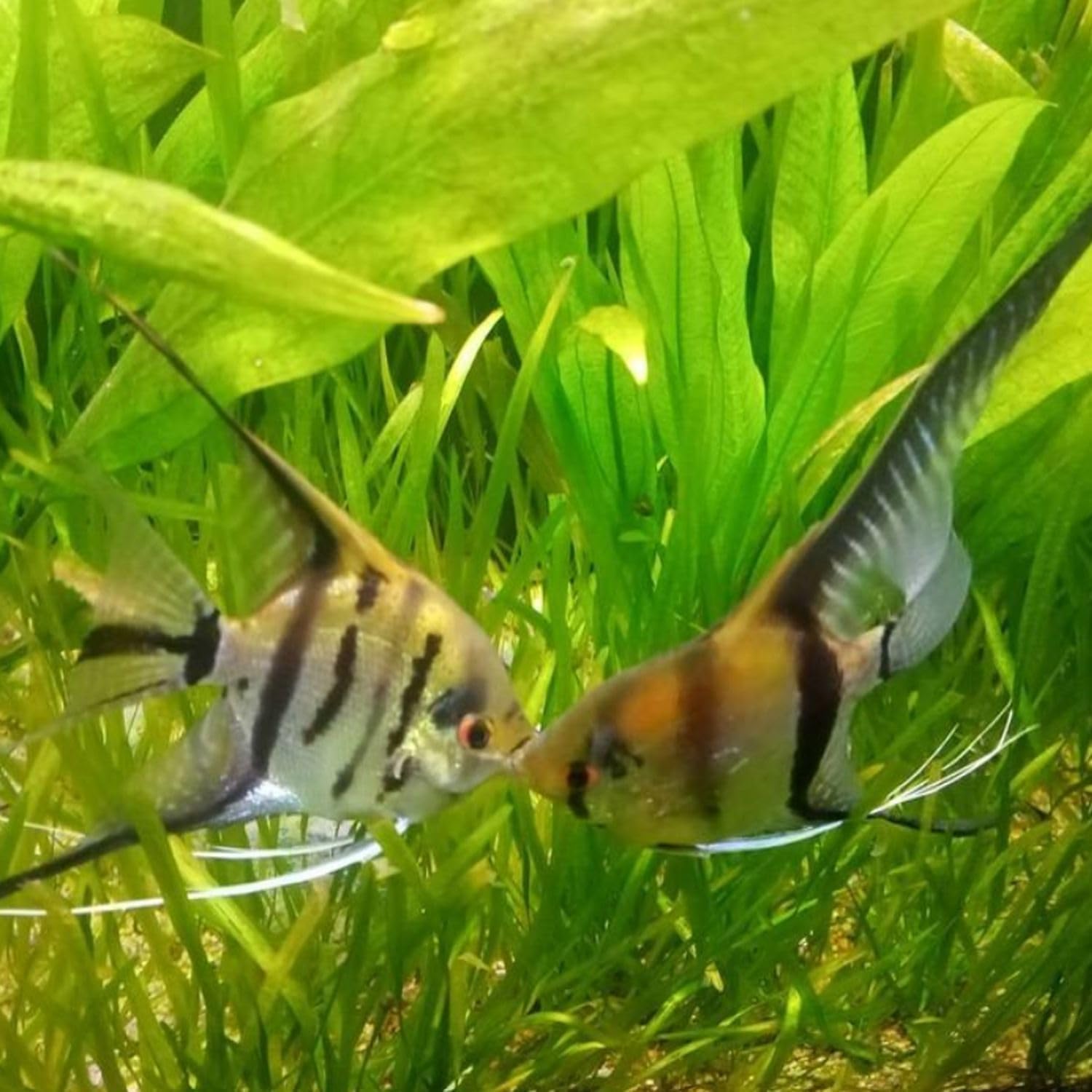 5X Sword Echinodorus Amazonicus Bundle Aquarium Live Plant for Fish Tank Decoration