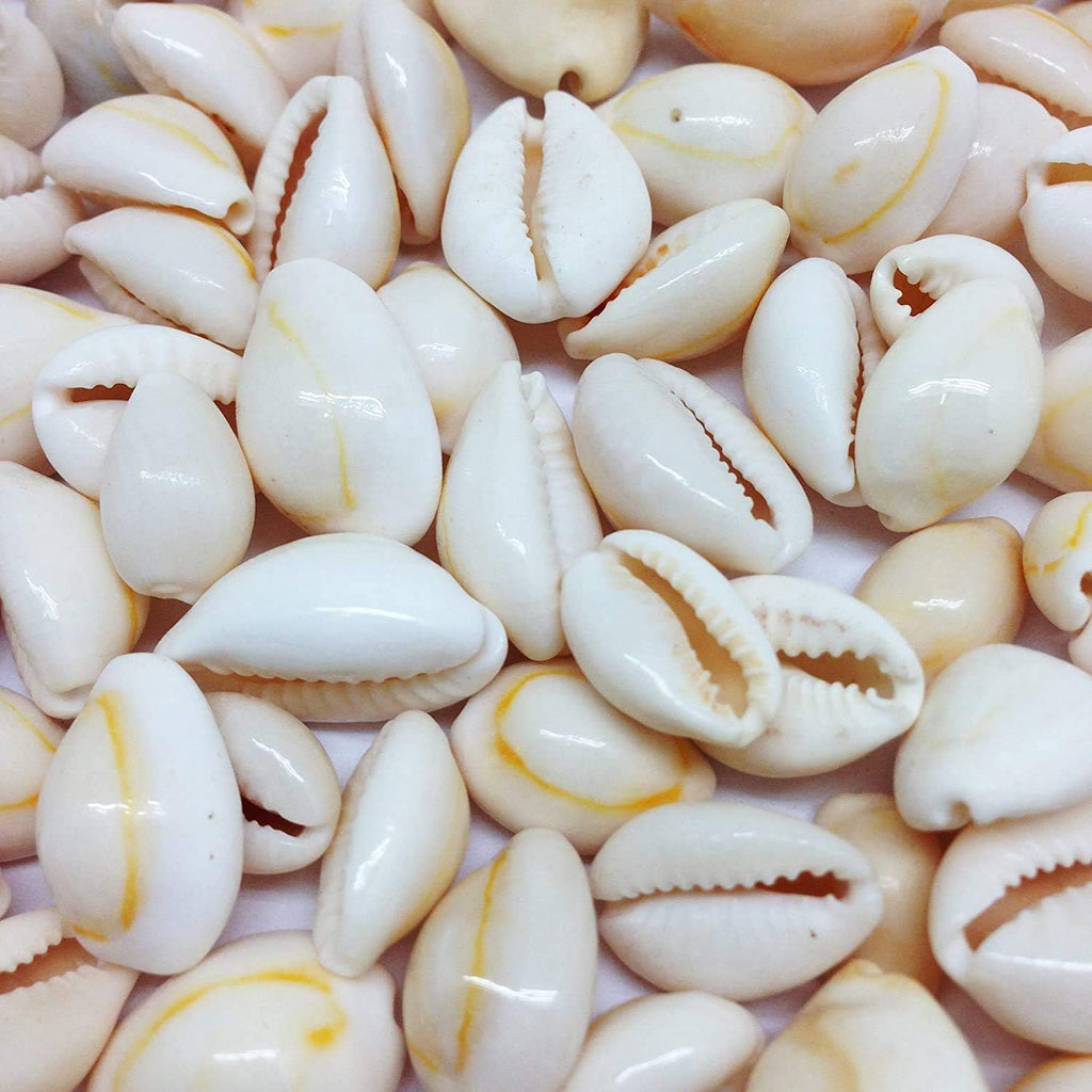 PEPPERLONELY White Ring Top Cowrie Sea Shells, 8 OZ Approx, 1/2 Inch ~ 1 Inch