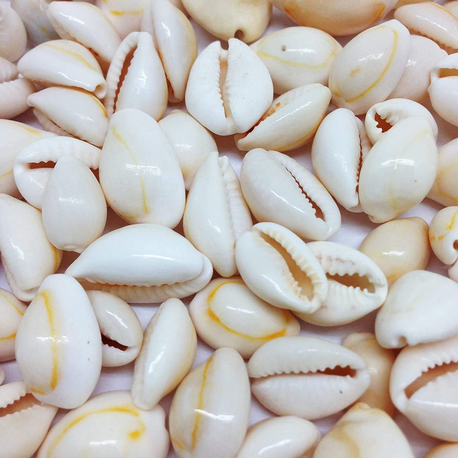 PEPPERLONELY White Ring Top Cowrie Sea Shells, 8 OZ Approx, 1/2 Inch ~ 1 Inch