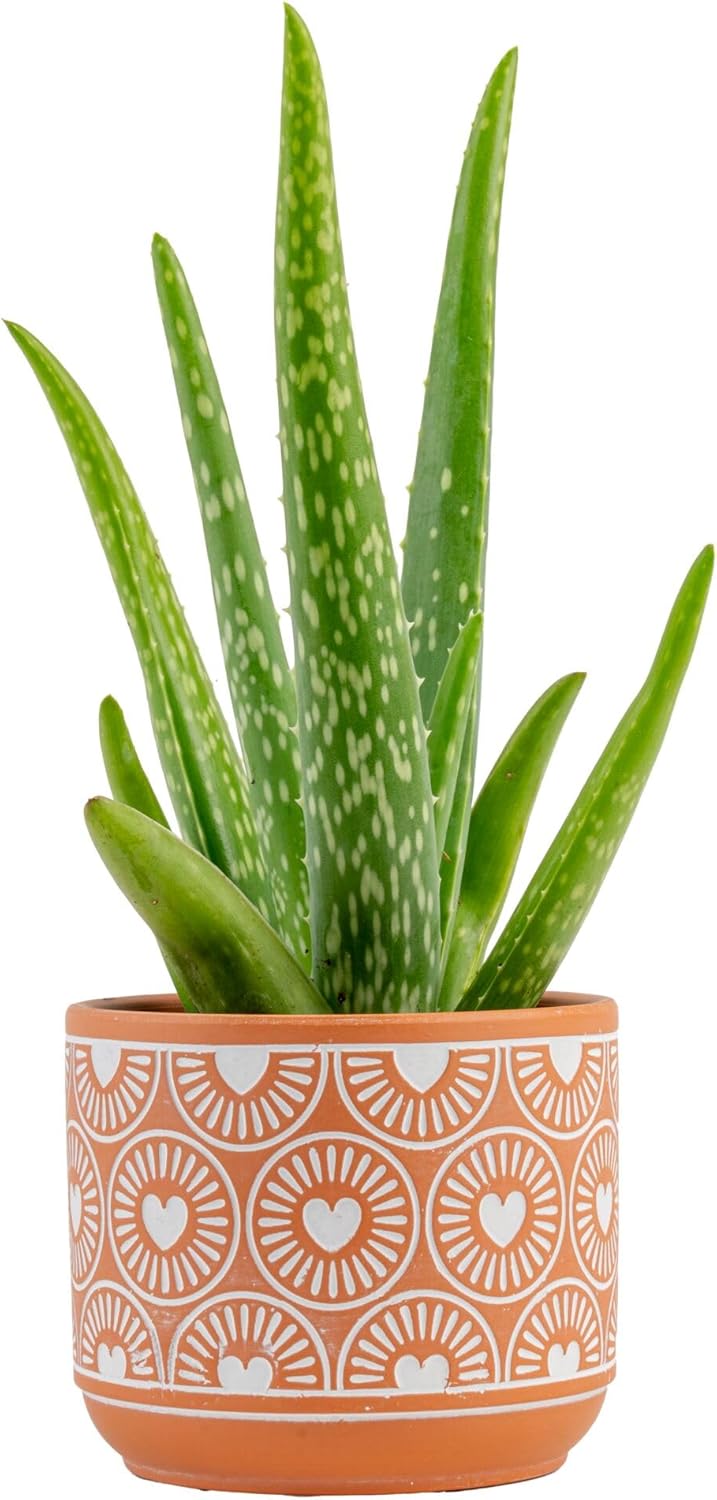 Costa Farms Aloe Vera, Easy to Grow Live Succulent Plant, Indoor Houseplant in Décor Plant Pot, Housewarming, Birthday Gift, Room or Home Decor, 10-12 Inches Tall