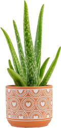 Costa Farms Aloe Vera, Easy to Grow Live Succulent Plant, Indoor Houseplant in Décor Plant Pot, Housewarming, Birthday Gift, Room or Home Decor, 10-12 Inches Tall