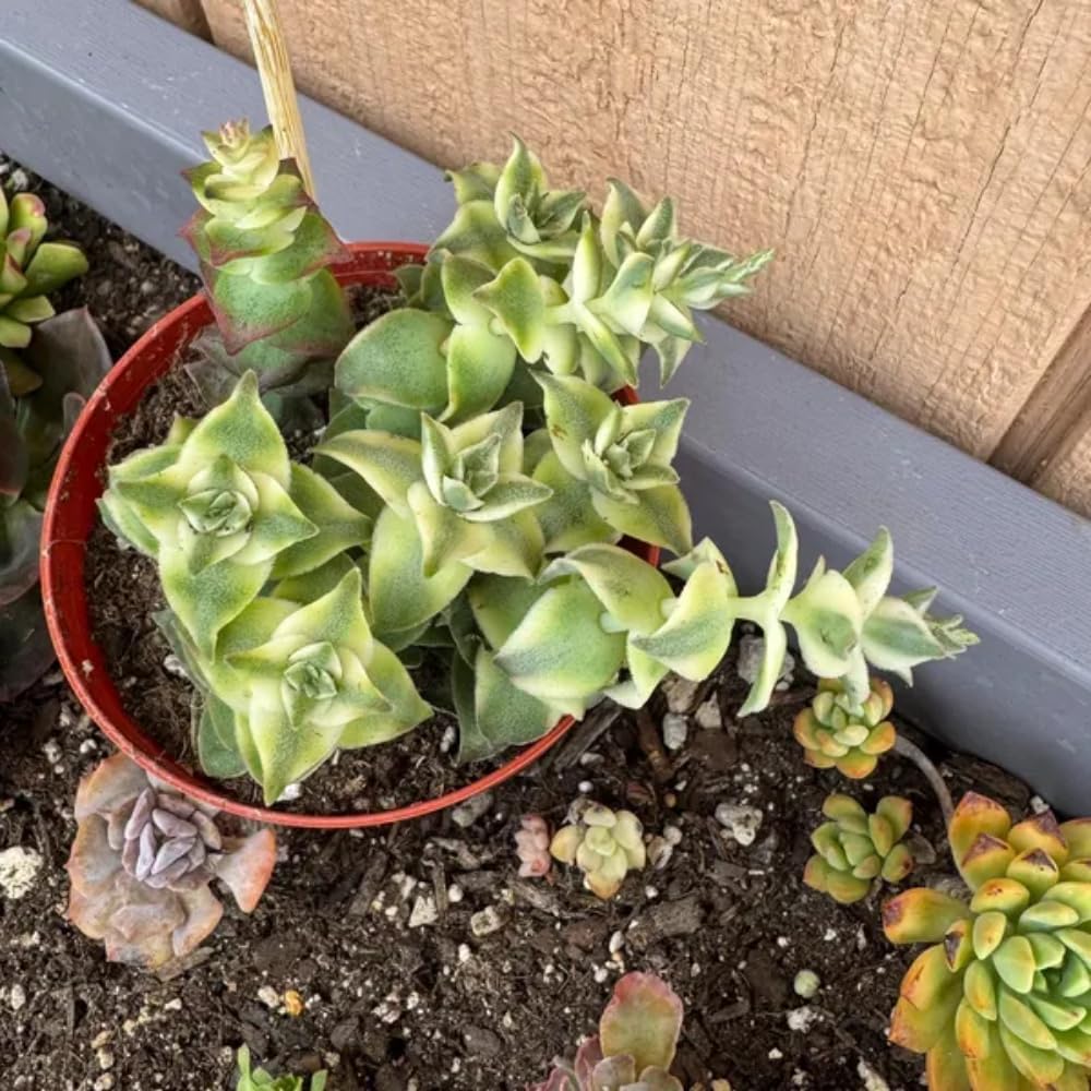 String of Pearls Plant Live 4 Inch Pot, Rare Succulents Plants in Hanging Baskets, Trailing Succulent Houseplant for Home Office (Variegated String of Buttons)