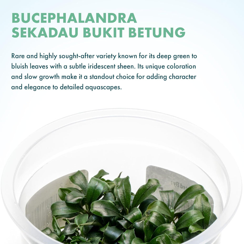 SubstrateSource Live Aquarium Plant - Bucephalandra sp. Sekadau Bukit Betung - Snail Free in-Vitro Easy Care Freshwater Aquatic Plants for Aquascaping, Low - Med Light, Slow Growth - Tissue Culture