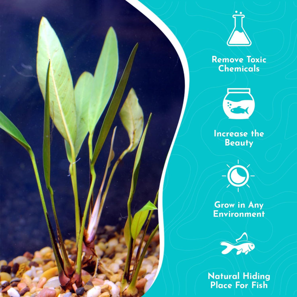 Anubias Heterophylla Lanceolata - Flowering Plant - Surdy Leaves - Background Positioning - All Natural & Organic Aquatic Plant - Long Lasting & Easy to Care - Medium