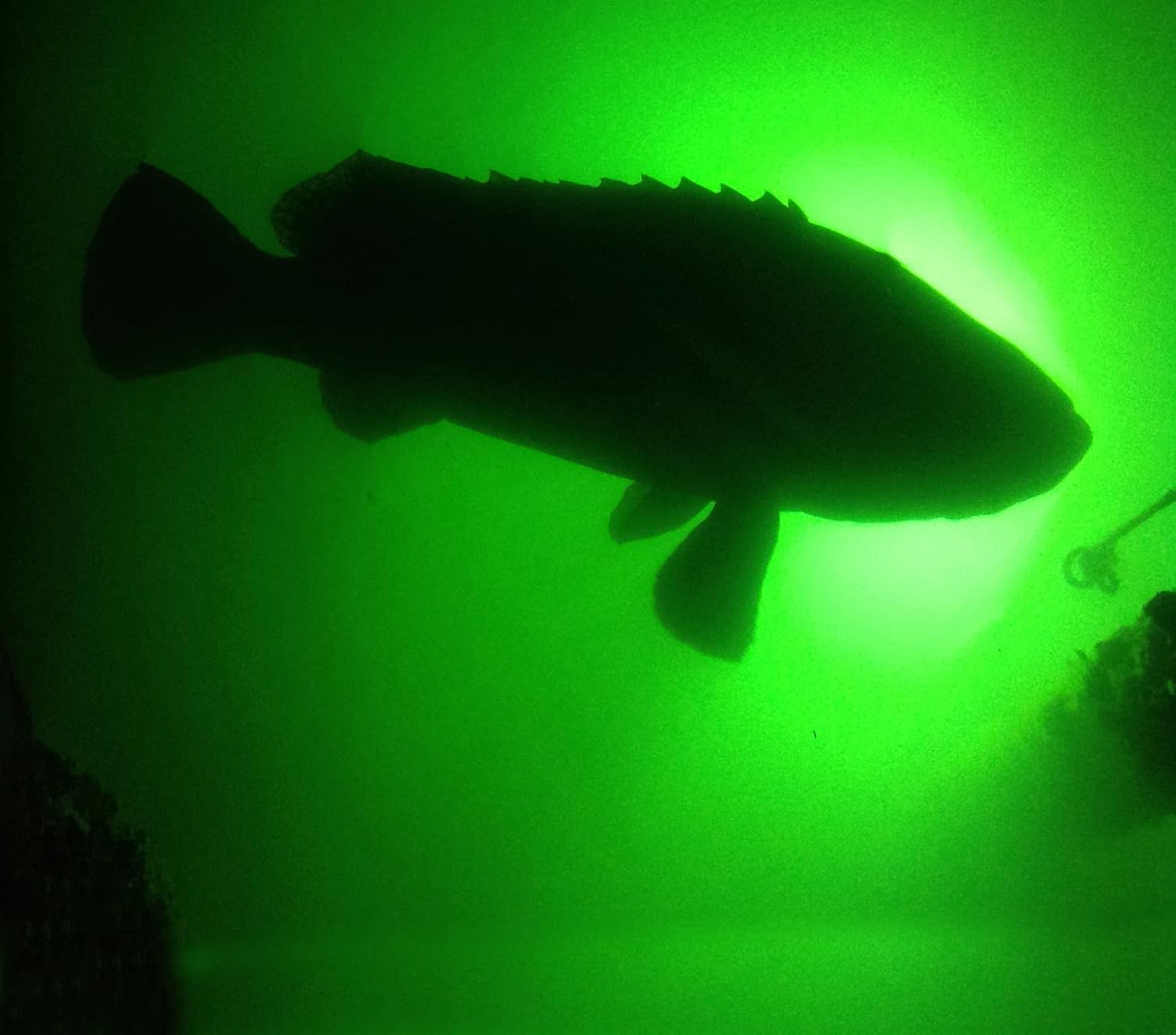 Underwater Fish Light Extra Bright Vibrant Green 250W Single Light for Docks with 50’ of Marine Grade Wire, Easy to Install, Dusk to Dawn Operation, Salt or Fresh Water, Guaranteed to Attract Fish