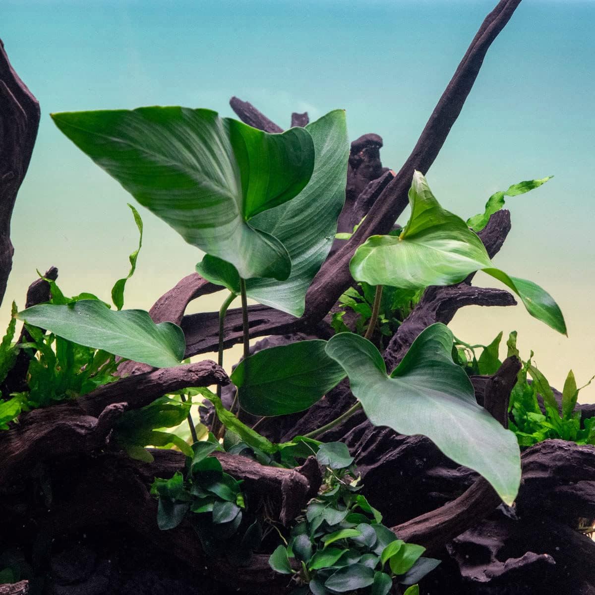 SubstrateSource Anubias Live Aquarium Plants - Potted Freshwater Plant for Fish Tanks, Terrariums - Beginner Friendly Low Light (Hastifolia, 1 Pot)