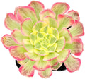 2" Live Succulent Plants Aeonium 'Dark Sea', Mini Potted Succulents, Easy Care Indoor Houseplant, Unique Gifts, Home Office Décor