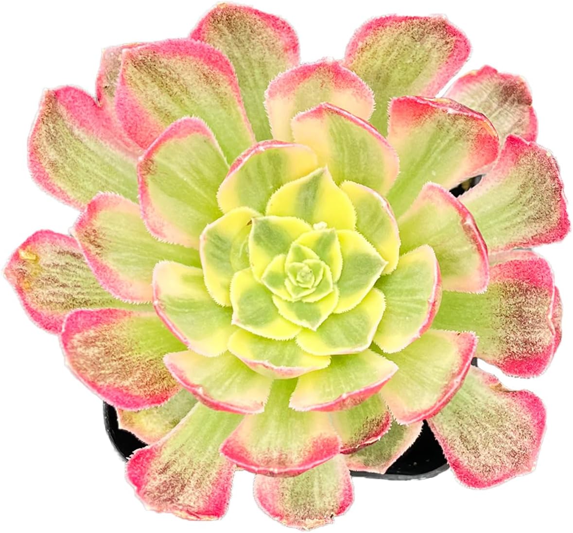2" Live Succulent Plants Aeonium 'Dark Sea', Mini Potted Succulents, Easy Care Indoor Houseplant, Unique Gifts, Home Office Décor