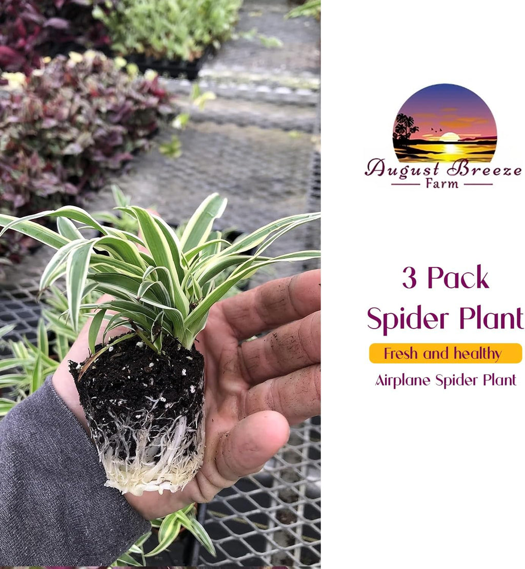 3 Pack Airplane Spider Plant – Live Indoor Houseplant | Air-Purifying, Low Maintenance, Thrives in Home & Office | Live Plants Indoor, Variegated Houseplant