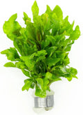 SubstrateSource Live Aquarium Stem Plants - Freshwater Aquatic Plant for Fish Tanks, Aquascaping - (Alternanthera Reineckii Variegatus, 1 Bunch)