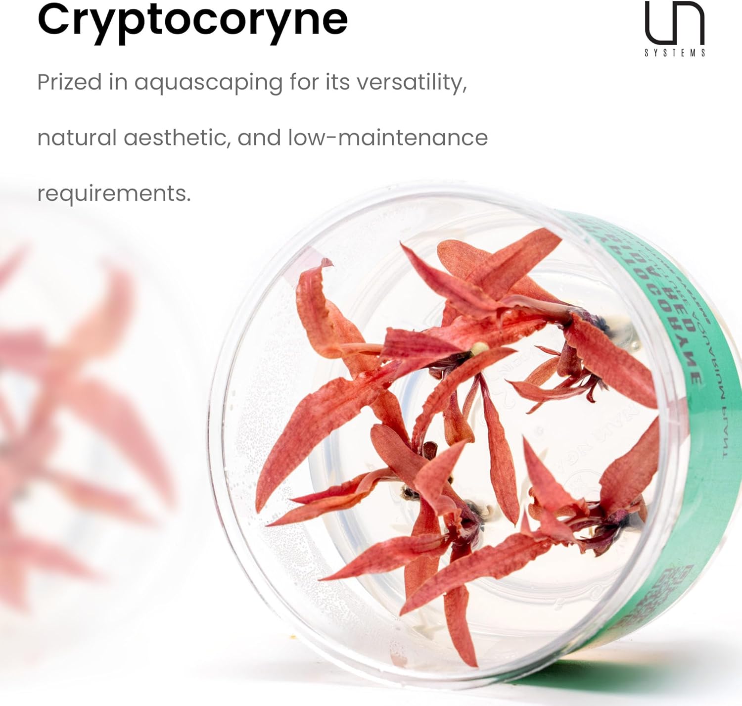 Ultum Nature Systems Cryptocoryne Wendtii Tropica Tissue Culture Live Plant for Aquarium, Aquascaping, Freshwater Fish Tanks - 100% Snail Free in Vitro