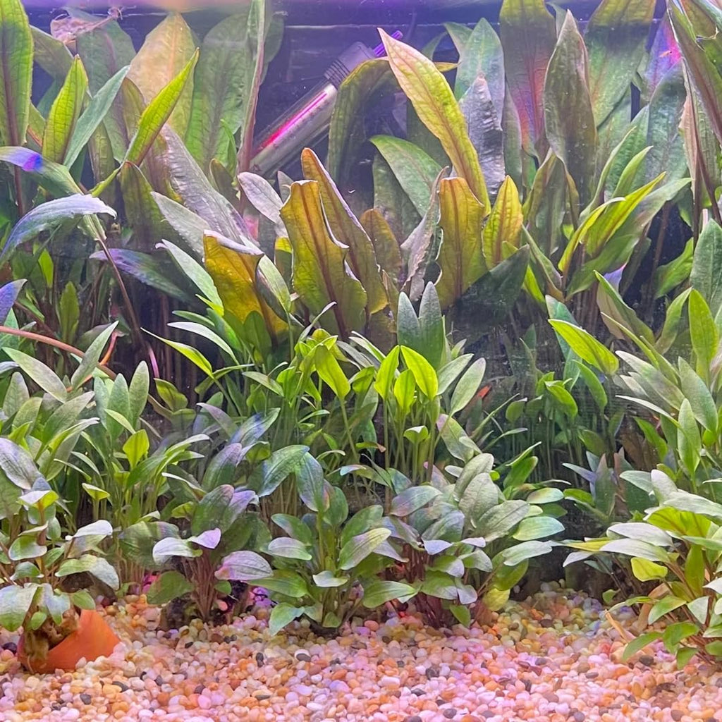 Green Cryptocoryne Wendtii Live Freshwater Aquarium Plants, Live Aquarium Pond Aquatic Plant