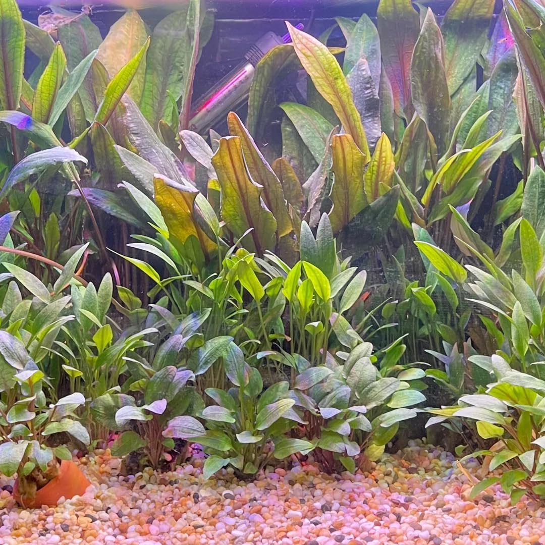 Green Cryptocoryne Wendtii Live Freshwater Aquarium Plants, Live Aquarium Pond Aquatic Plant