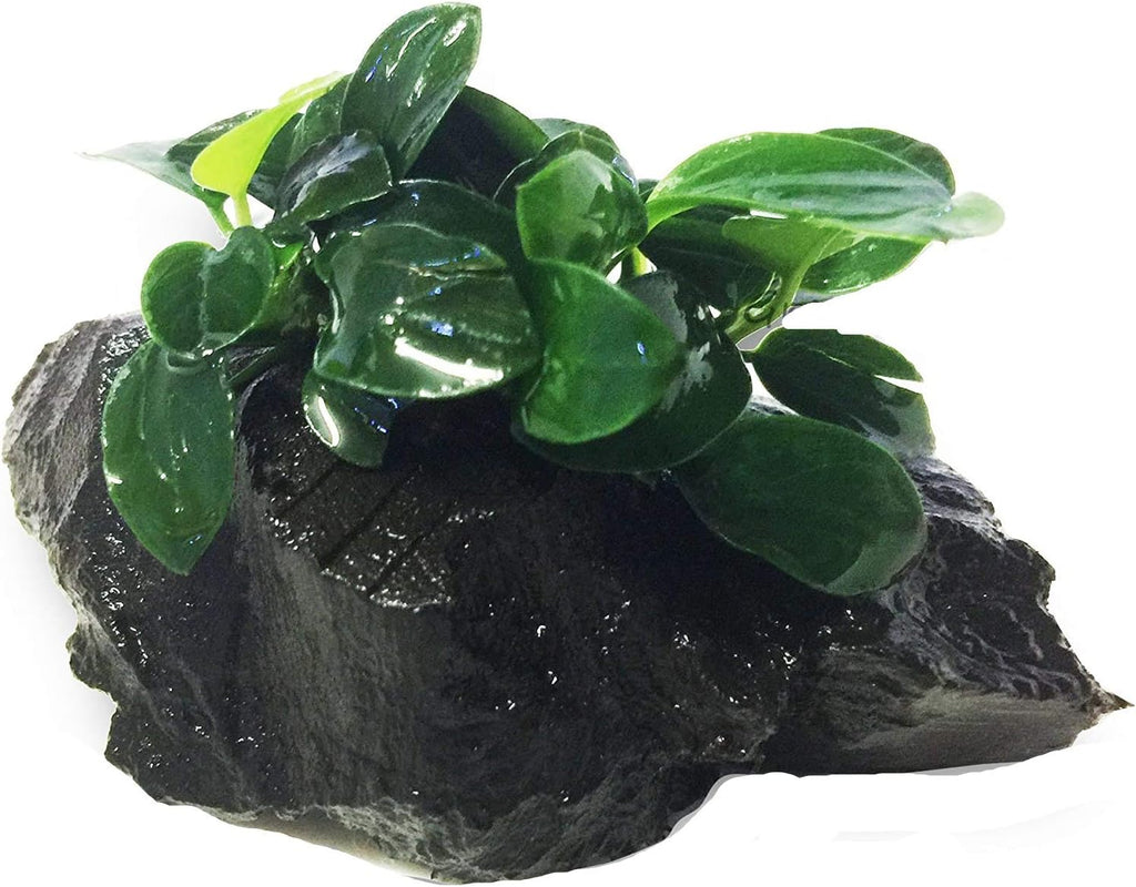 Dwarf Anubias Nana Petite on Driftwood Live Aquarium Plants Fish Tank Decorations Water Plants by Greenpro