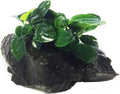 Dwarf Anubias Nana Petite on Driftwood Live Aquarium Plants Fish Tank Decorations Water Plants by Greenpro
