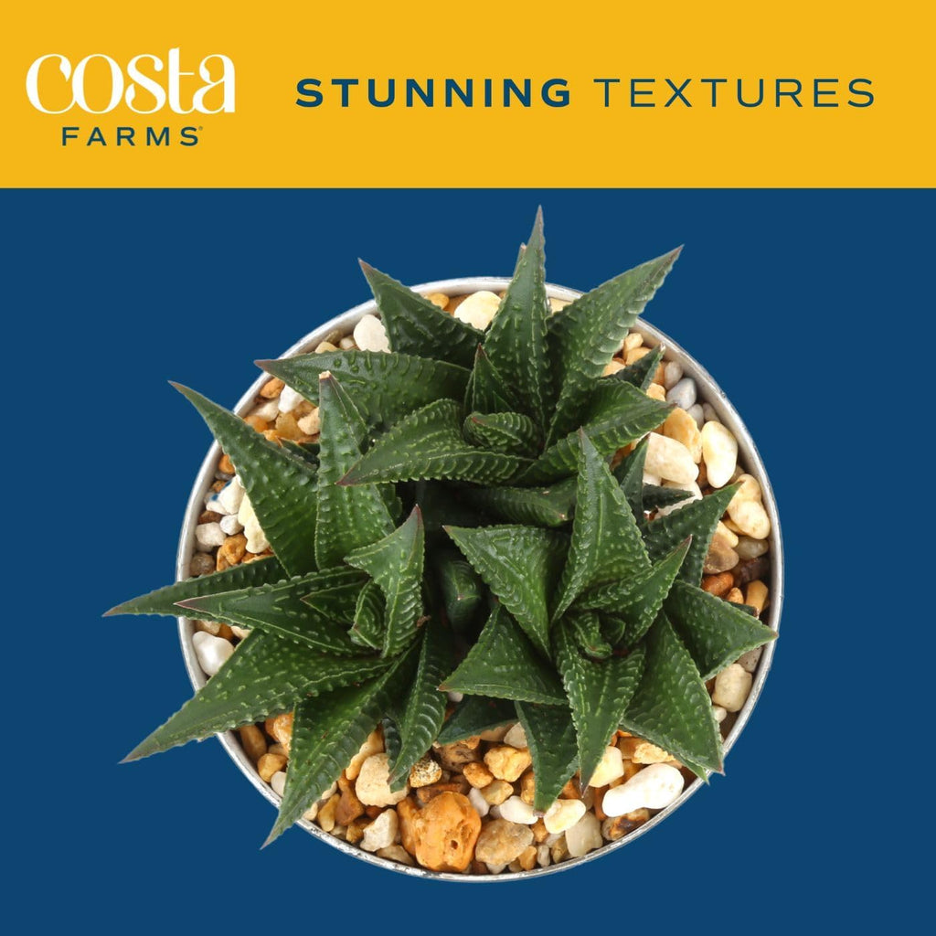 Costa Farms Live Succulent, Easy to Grow Haworthia Plant in Planter Pot, Succulent Houseplant in Potting Soil, Indoors Garden Gift, Cacti Room Décor and Home Décor, 4-Inches Tall