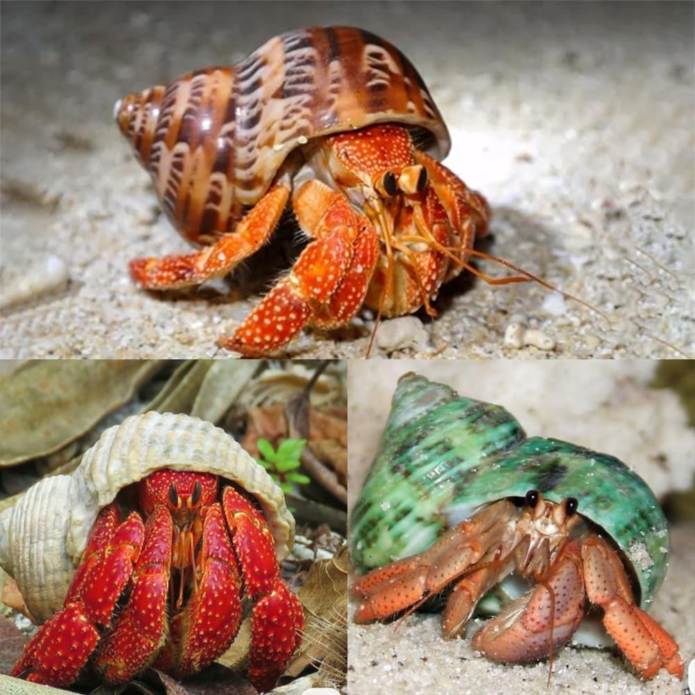 5PCS Large Hermit Crab Shells | Natural Sea Conch Shells Size 2.8" - 4", Opening Size 1.2" - 2.3" | Turbo Seashells for Hermit Crab Supplies and Fish Tank Decoration and live hermit crab accessories