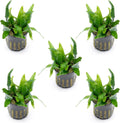 SubstrateSource Java Fern Live Aquarium Plants - Potted Freshwater Plant for Fish Tanks - Beginner Friendly, Low Light (Narrow Mini, 5 Pots)