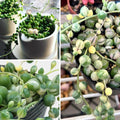 Variegated String of Pearls Plant, Live Succulent Vine in Pot, Rare Indoor Houseplant (4 Inch Pot)