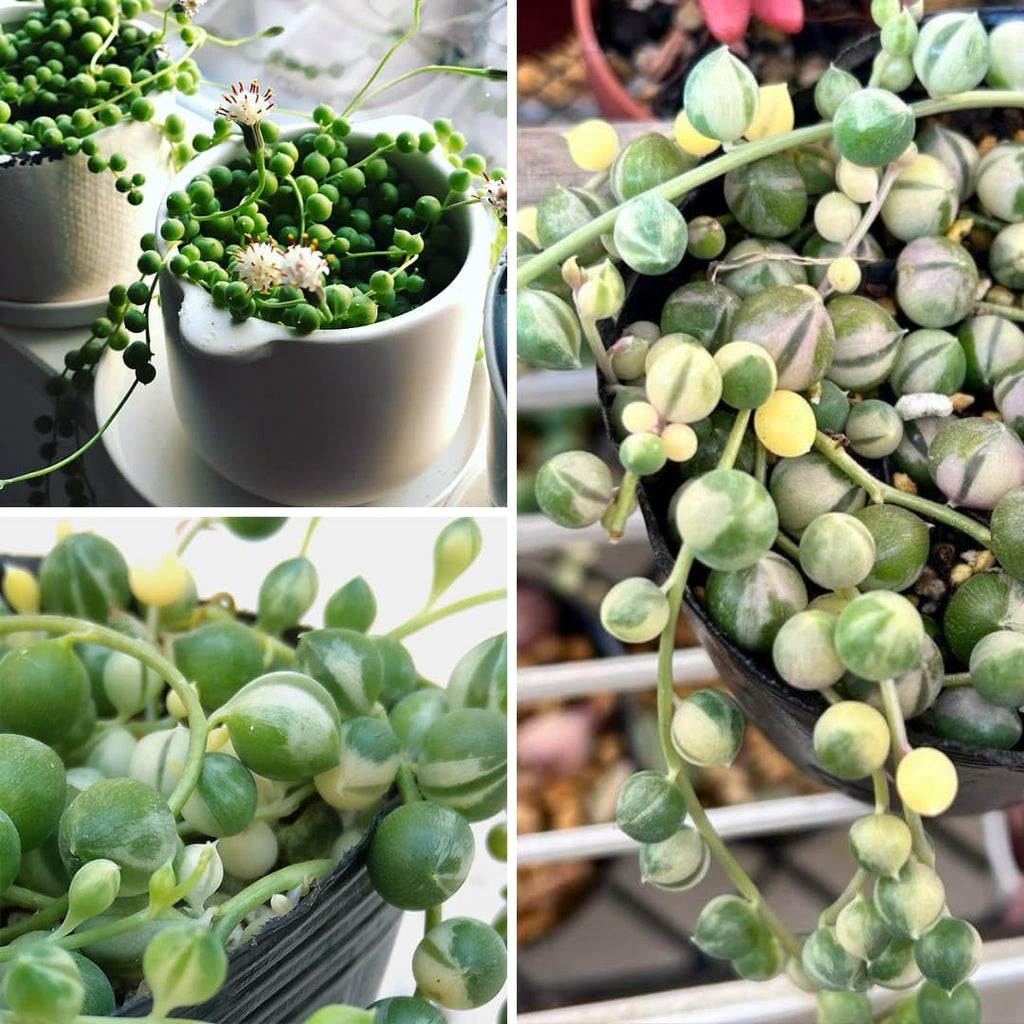 Variegated String of Pearls Plant, Live Succulent Vine in Pot, Rare Indoor Houseplant (2 Inch Pot)