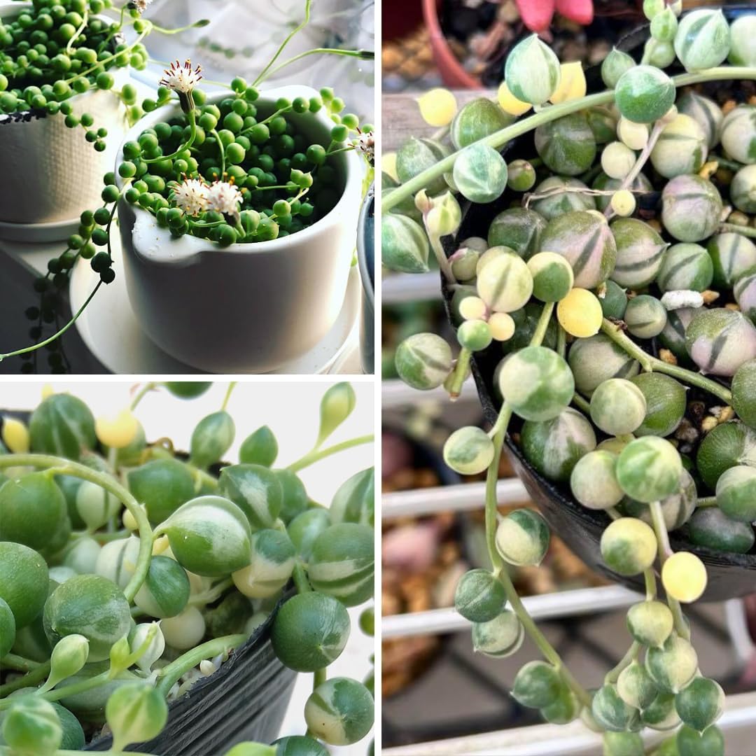 Variegated String of Pearls Plant, Live Succulent Vine in Pot, Rare Indoor Houseplant (2 Inch Pot)