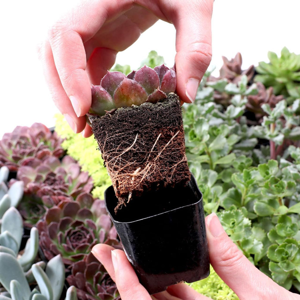 Mountain Crest Gardens Assorted Succulents Bulk Pack - 100 Live Plants in 2 Inch Pots - Real Indoor/Outdoor Succulents for DIY, Gifts, Weddings, and Home Decor