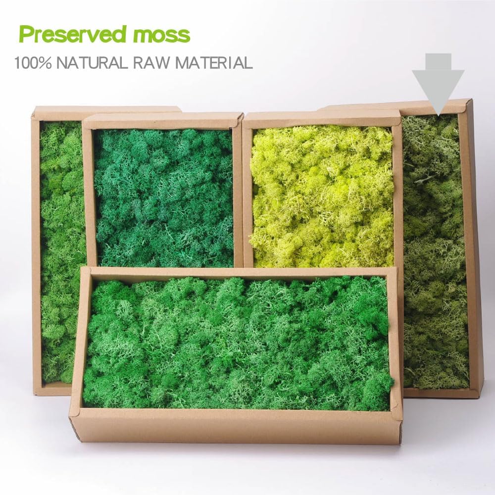 Preserved Reindeer Craft Moss-17.6oz Natural Green DIY Kit Gardenning Art Wall Florist Moss Terrariums Gardenning Decor Landscape Garden Decor(Shallow Green 17.6 OZ)
