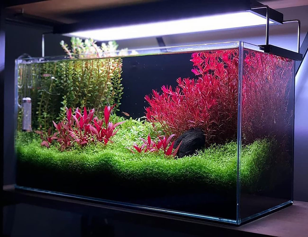 SubstrateSource Live Plant - Alternanthera Reineckii 'Mini' Red Stem Tissue Culture Aquatic Live Aquarium Plant - 100% Snail Free in Vitro Cup (AR Mini)