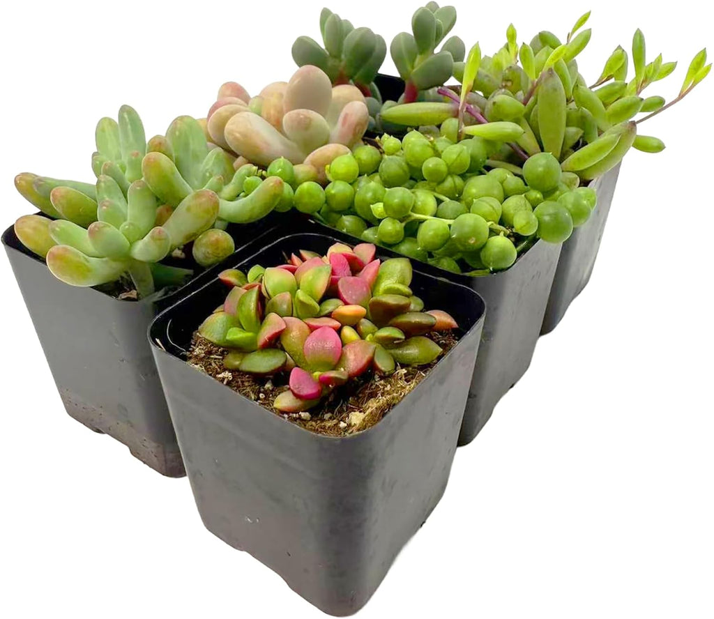2 Inch Assorted Succulent Plants - Live Mixed Rosette & Unique Succulent Variety Pack, Healthy Rooted Succulents for Indoor/Outdoor Decor, Terrarium, DIY Garden & Gift (4-24PACK)