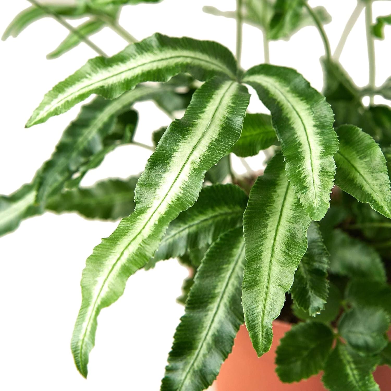 Pteris Cretica Albo Fern Live Plant for Indoor | Different Houseplants in 4'' & 6'' Pot | Real House Plant for Living Room, Office, Desk & Bathroom | Silver Ribbon | Cretan Brake
