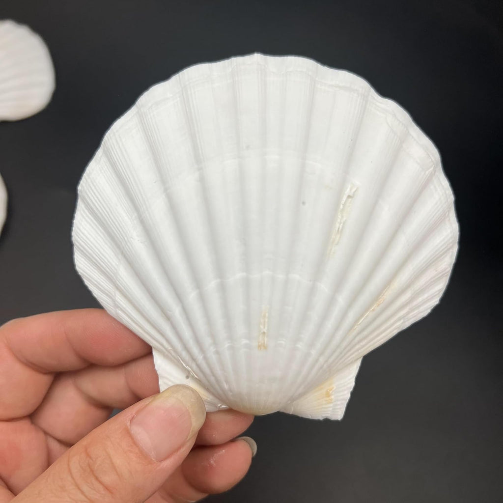 PEPPERLONELY 8 PC Large Great Scallop Sea Shells, Irish Deeps or Irish Baking Shells, 3 Inch ~ 4 Inch
