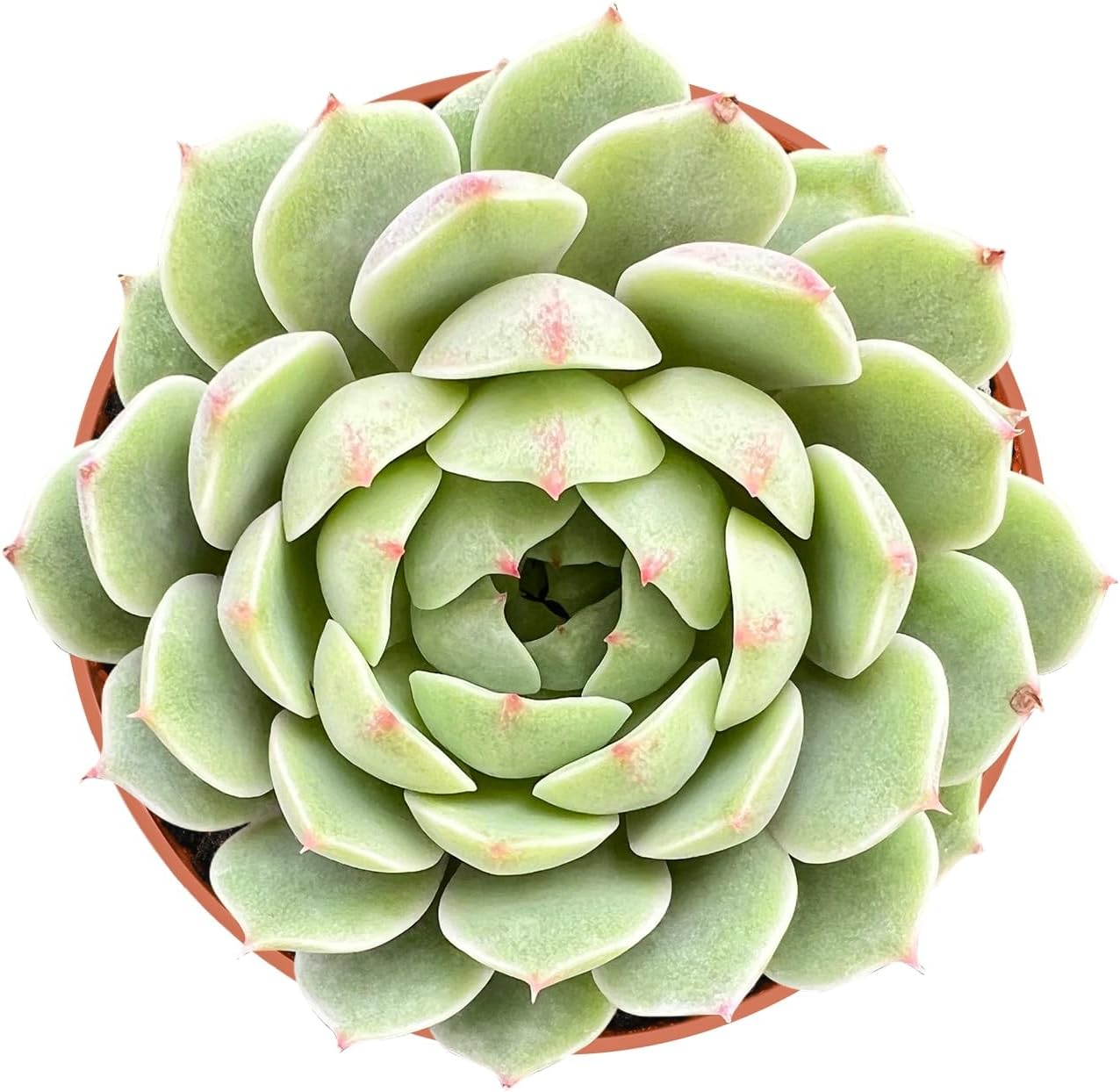 Live Succulent Plants Echeveria 'Ben Badis', Easy Care Potted Succulents in 4" Pots, Indoor Houseplant, Unique Gifts, Home Office Décor