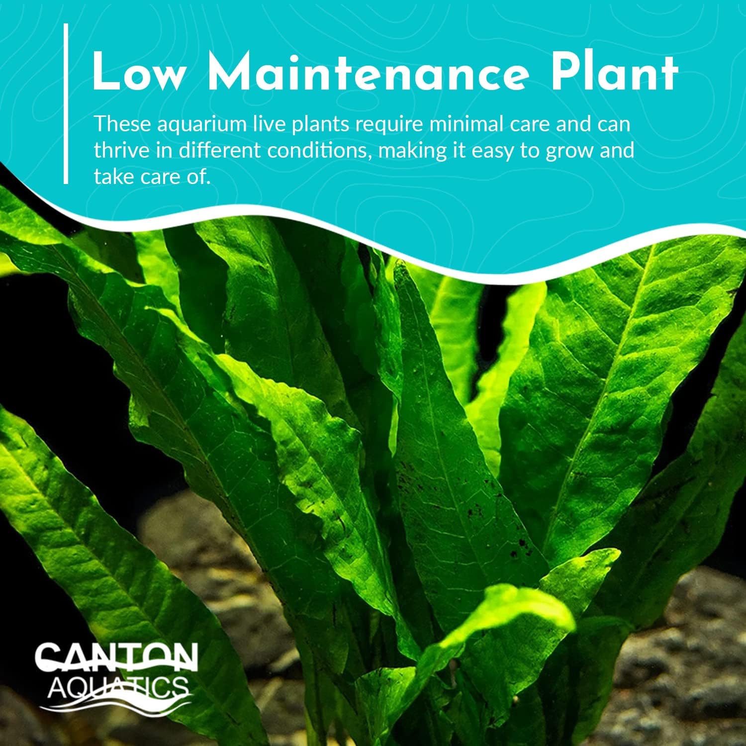Live Java Fern Microsorum Pteropus on Mat Plant - Great for Modern Aquariums - Provides Shelter to Baby Fish - Fast Growth, Long Lasting & Easy to Care Aquatic Plants - Full Mat,Green