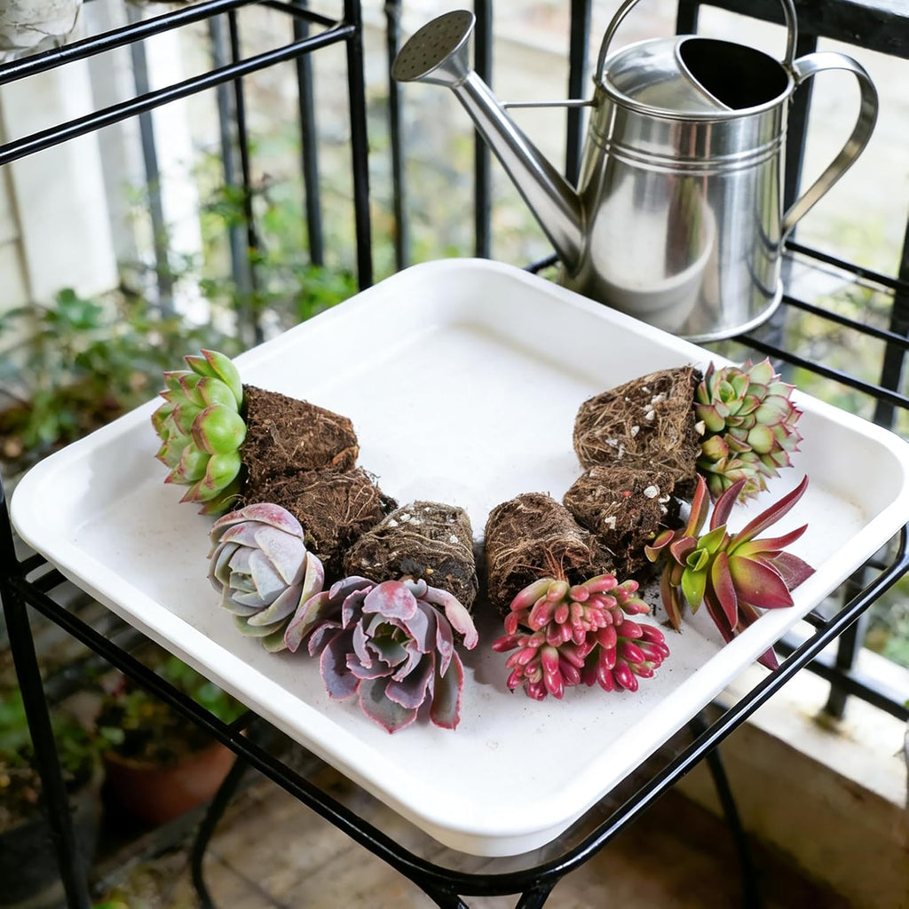 6 Pack Succulent Plants with Root and Soil, Easy to Grow (Assorted Varieties Without Pots)