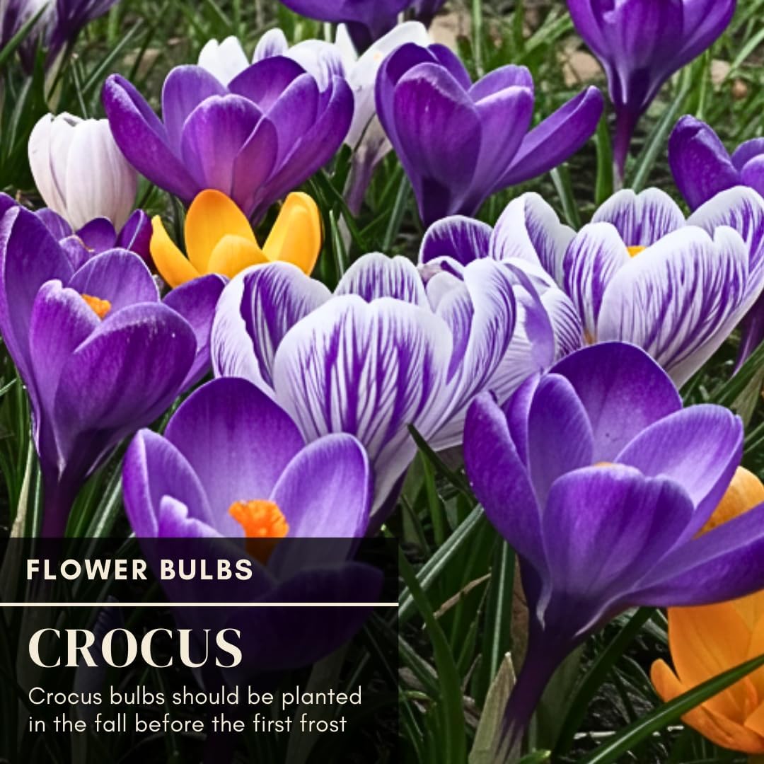 10 Saffron Crocus Bulbs for Planting - Crocus Sativus Bulbs