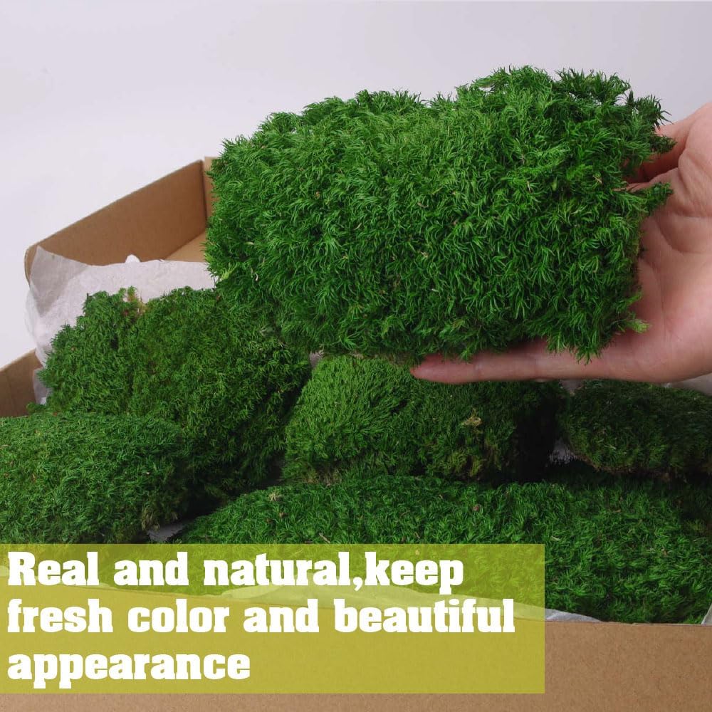 2 sq.ft Preserved Moss for Wall Decor Table Decor for DIY Bowl of Pole Moss Pillow Moss Natural Green (ForestGreen -2.0sq.ft)