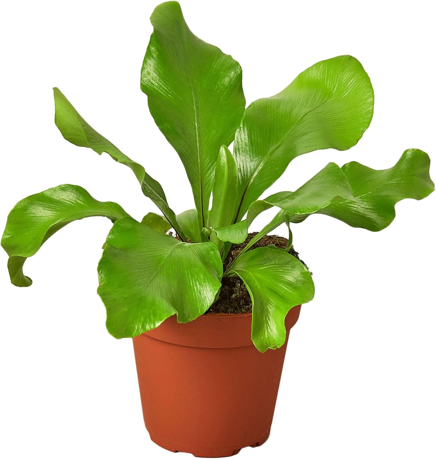 Bird's Nest Nidus Fern | Asplenium Nidus | Live Plant for Indoor | Different Houseplants in 4'' & 6'' Pot | Real House Plant for Living Room, Office, Desk & Bathroom