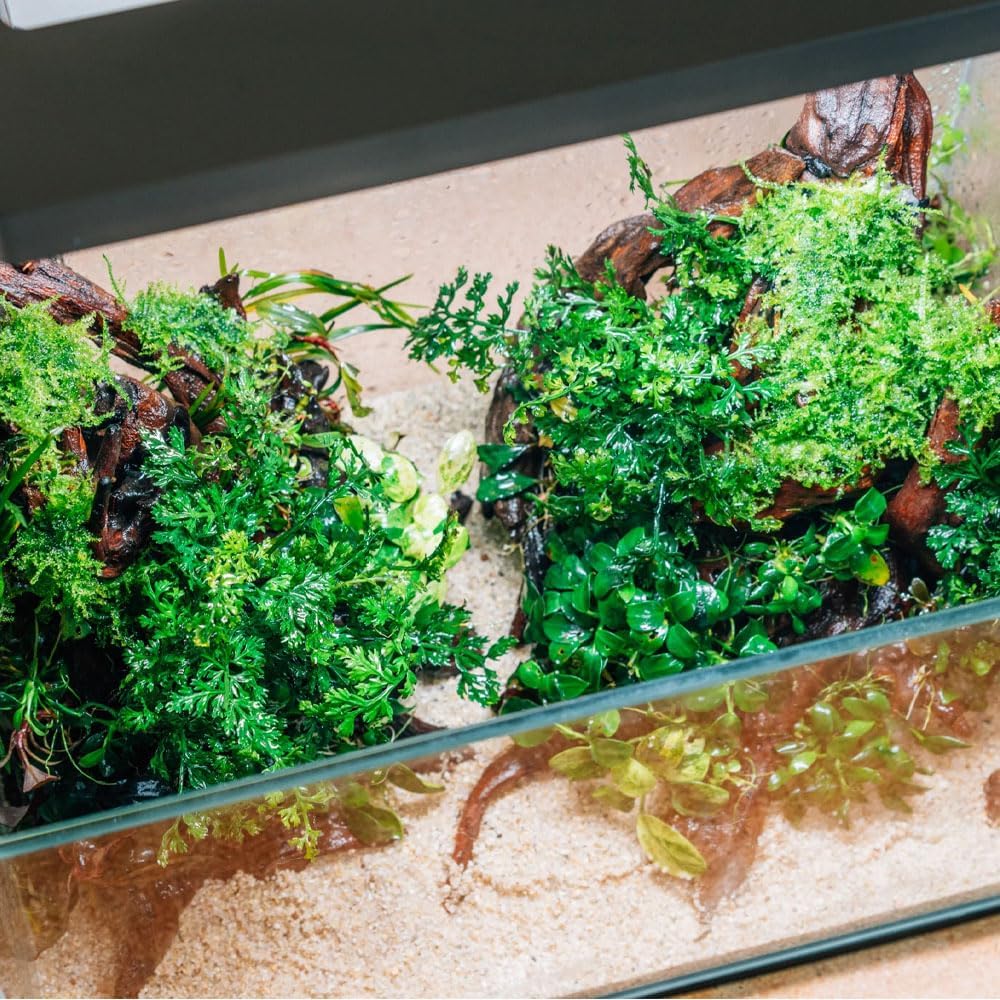 SubstrateSource Mini Bolbitis Baby Leaf - Live Aquarium Plant for Fish Tank Decorations (1 Pot)