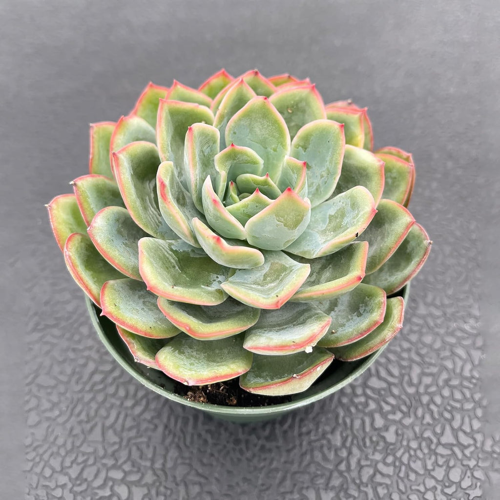 Live Succulent Plants (Echeveria Dew), Easy Care Houseplant for Home and Office Decor, Great Gift for Housewarming, Birthday, Thanksgiving