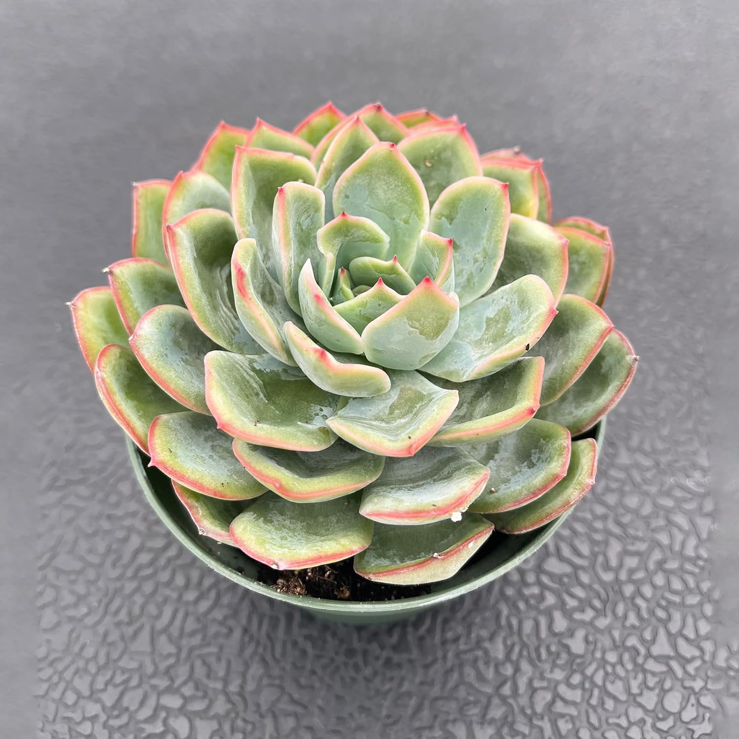 Live Succulent Plants (Echeveria Dew), Easy Care Houseplant for Home and Office Decor, Great Gift for Housewarming, Birthday, Thanksgiving