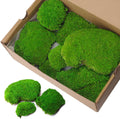 2 sq.ft Preserved Moss for Wall Decor Table Decor for DIY Bowl of Pole Moss Pillow Moss Natural Green (Moss Green -2.0sq.ft)