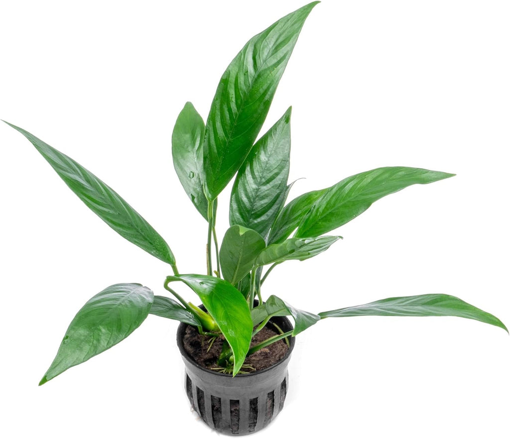 SubstrateSource Anubias Live Aquarium Plants - Potted Freshwater Plant for Fish Tanks, Terrariums - Beginner Friendly Low Light (Glabra, 1 Pot)