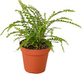 Lemon Button Fern Live Plant for Indoor | Different Houseplants in 4'' & 6'' Pot | Real House Plant for Living Room, Office, Desk & Bathroom | Duffii Nephrolepis cordifolia