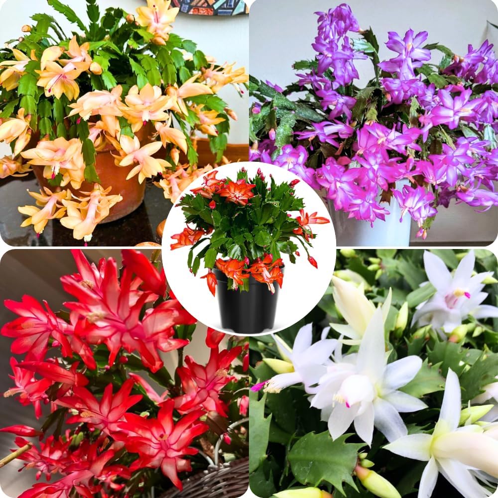 2 Christmas Cactus Plants Live, Holiday Blooming Indoor Plants Live Houseplants, Hanging Baskets Easy Care, Well-Rooted 5-8" Tall, No Pot, Bareroots, Single Stems (Mixed Christmas Cactus)