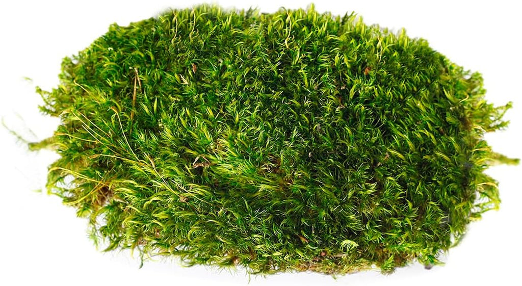 SuperMoss (21538) Mood Moss Preserved, Fresh Green, 3 Pounds