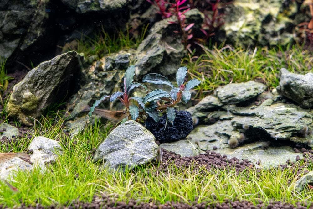 SubstrateSource Live Planted Decor - Bucephalandra Godzilla (Bucephalandra sp.) on Lava Stone (Framed) - Dark Green Leaves with Ruffled Edges Aquatic Plant, Low to Medium Light for Aquascaping, 1 Pack